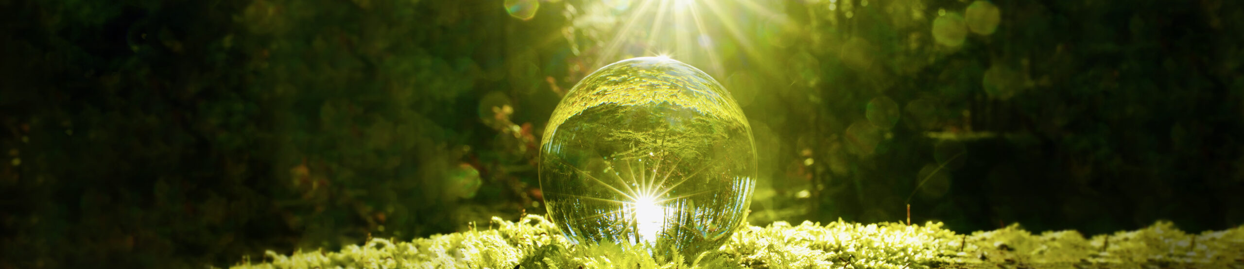Wassertropfen Wald Natur Sonne Licht Motivation